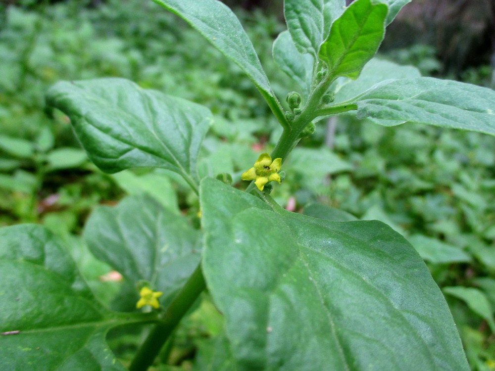 Изображение особи Tetragonia tetragonoides.