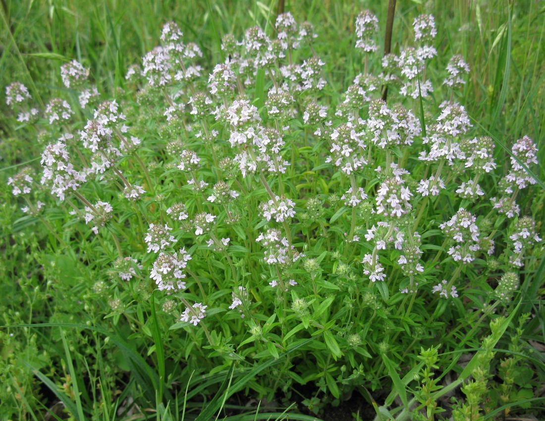 Image of Thymus marschallianus specimen.