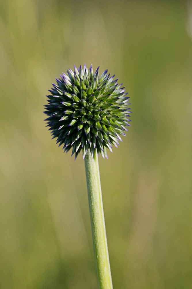 Image of Echinops sphaerocephalus specimen.