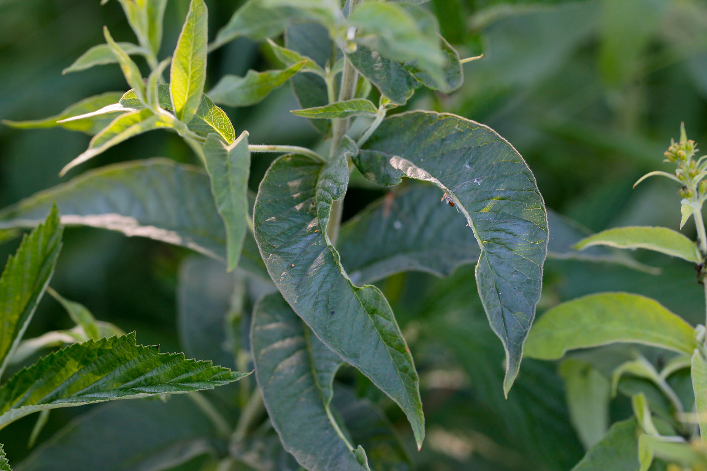 Image of Lysimachia vulgaris specimen.