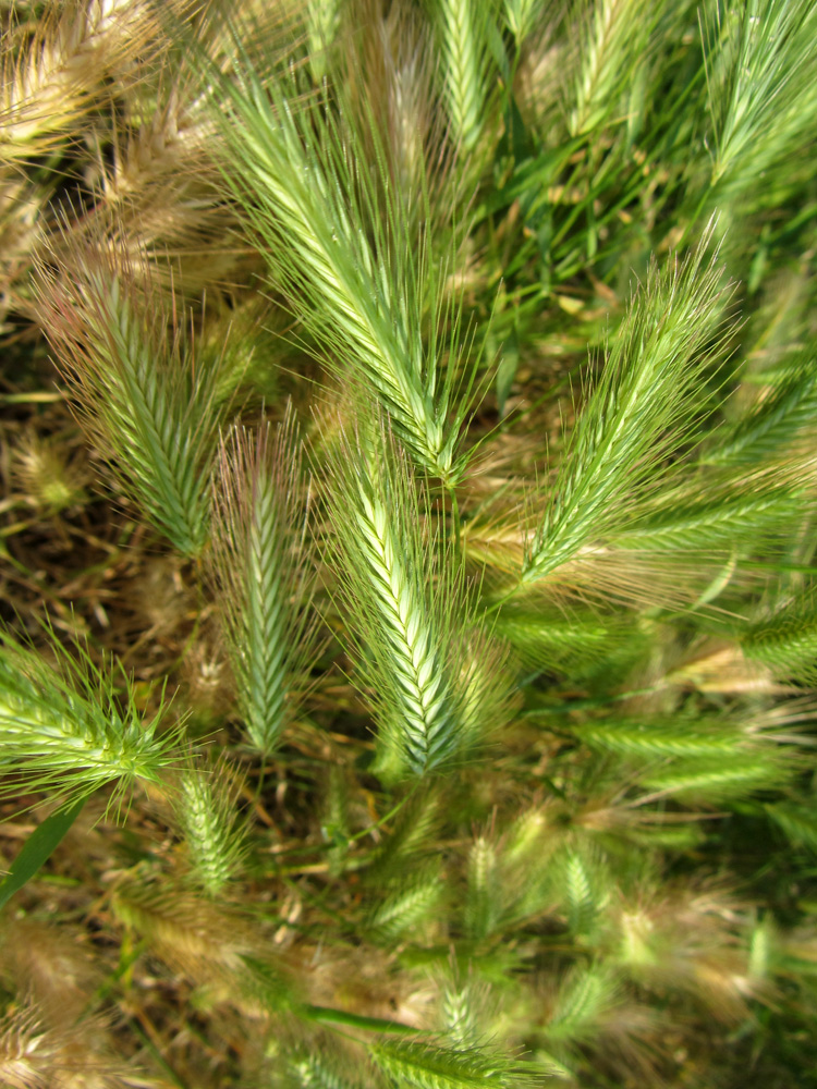 Image of Hordeum murinum specimen.