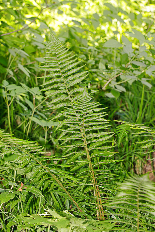 Image of Dryopteris filix-mas specimen.