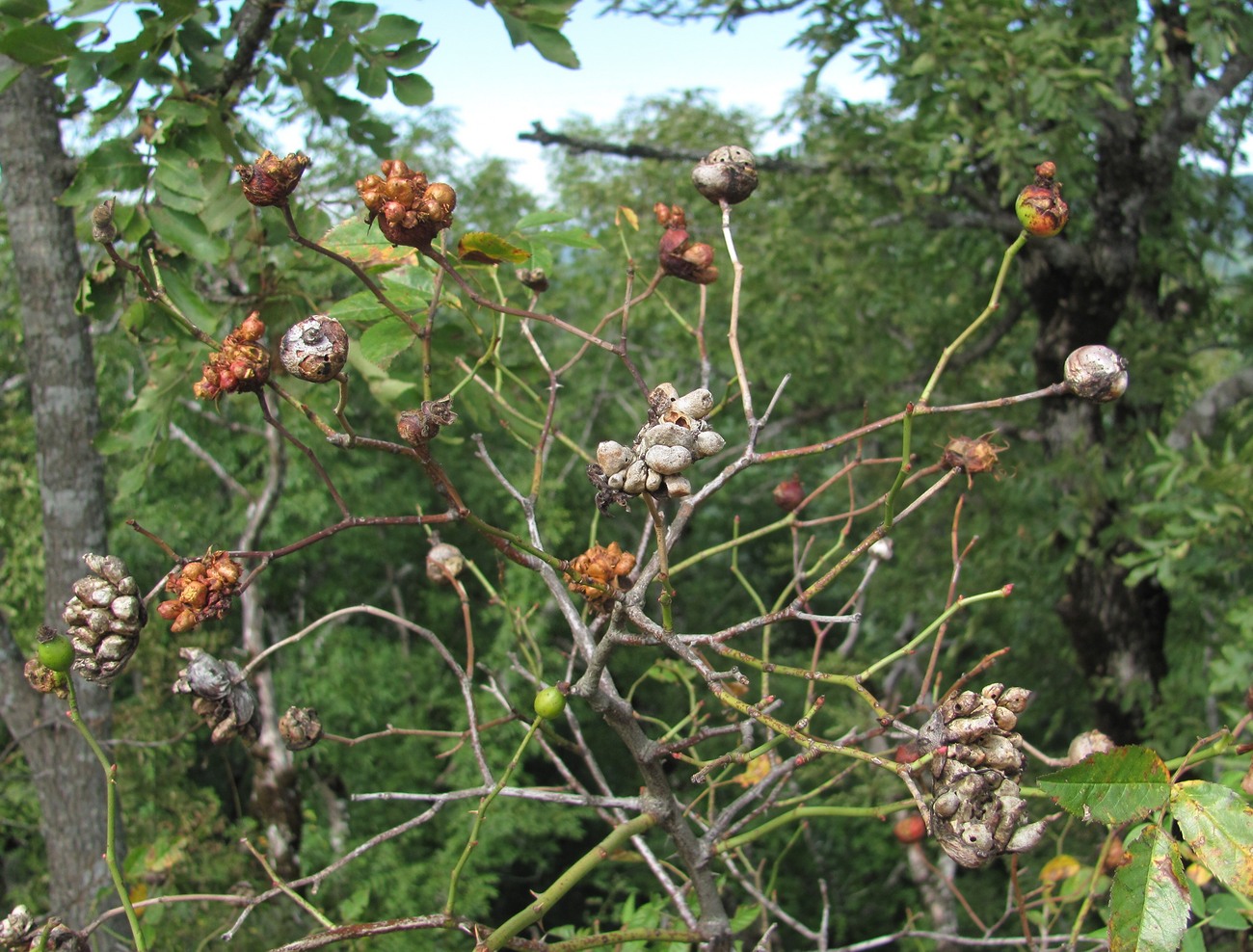 Image of Rosa canina specimen.