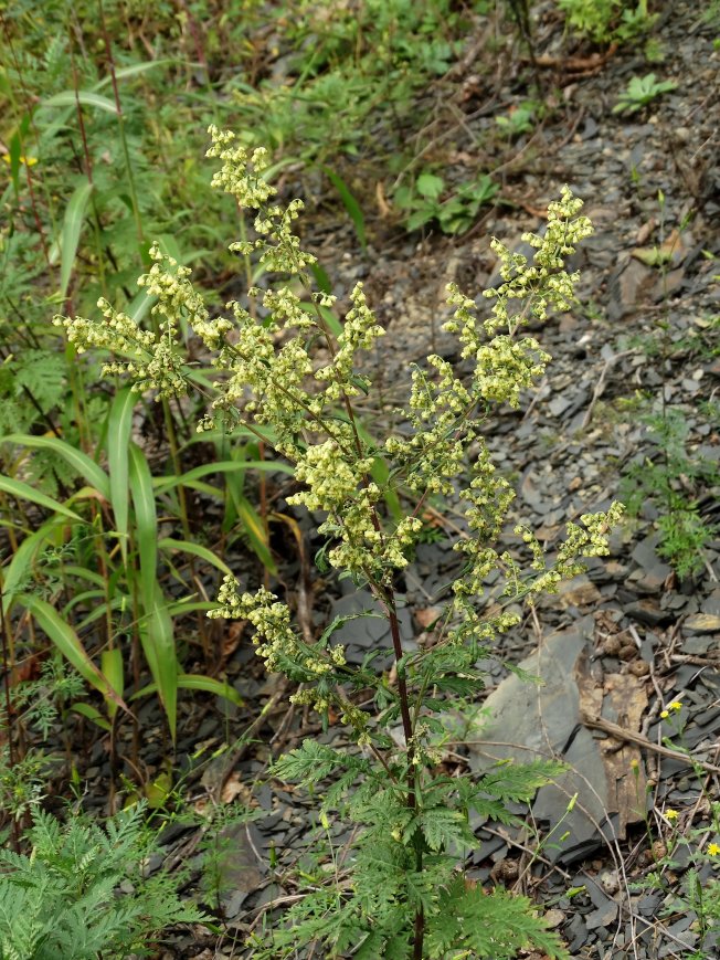 Image of Artemisia gmelinii specimen.