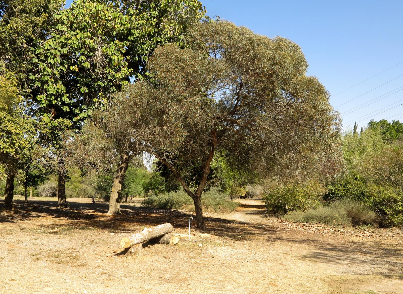 Image of Eucalyptus torquata specimen.