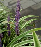 Liriope muscari