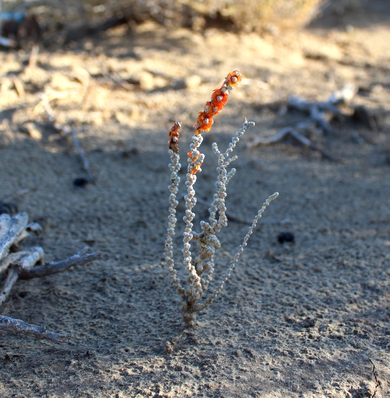 Image of Salsola gemmascens specimen.