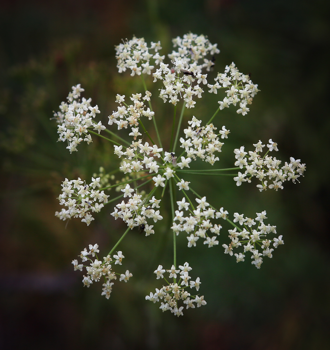 Изображение особи Pimpinella saxifraga.