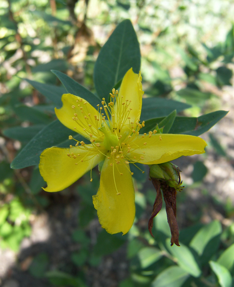 Image of Hypericum kouytchense specimen.