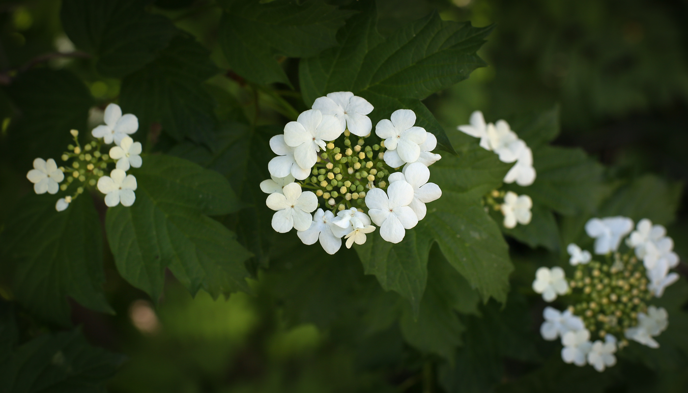 Image of Viburnum opulus specimen.