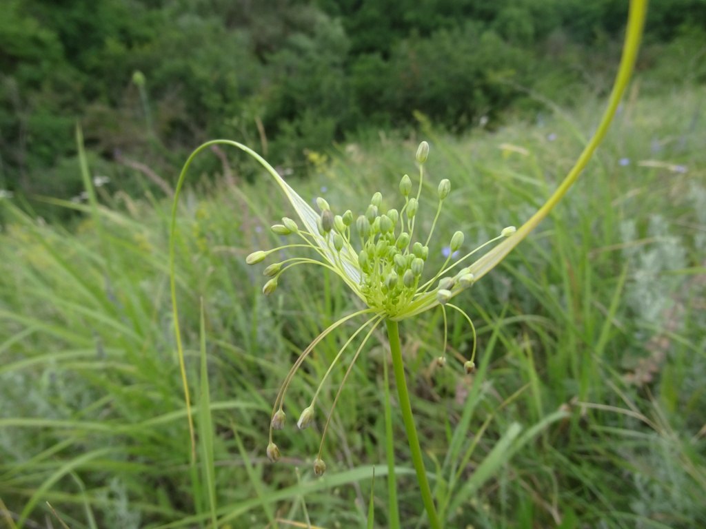 Image of Allium paczoskianum specimen.