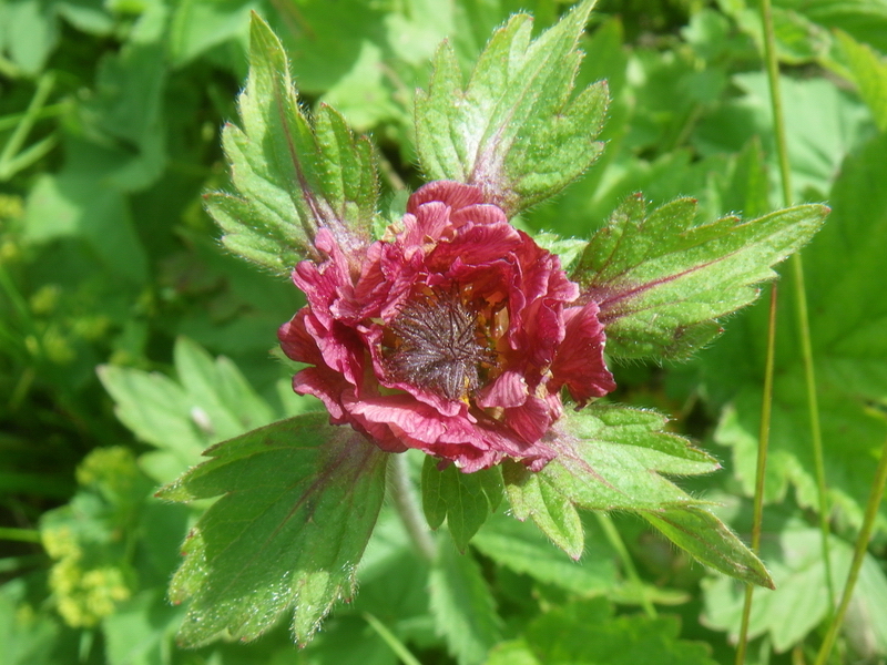 Image of Geum rivale specimen.