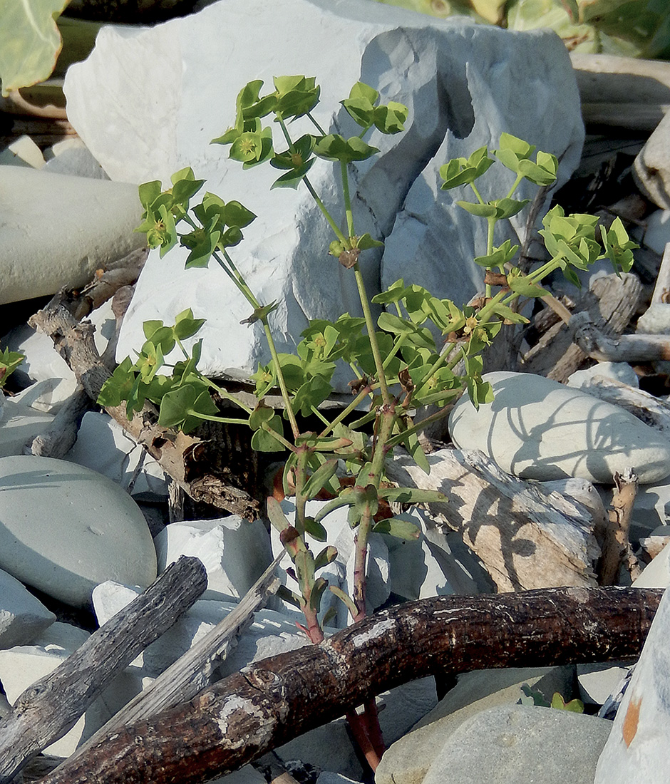 Image of Euphorbia taurinensis specimen.