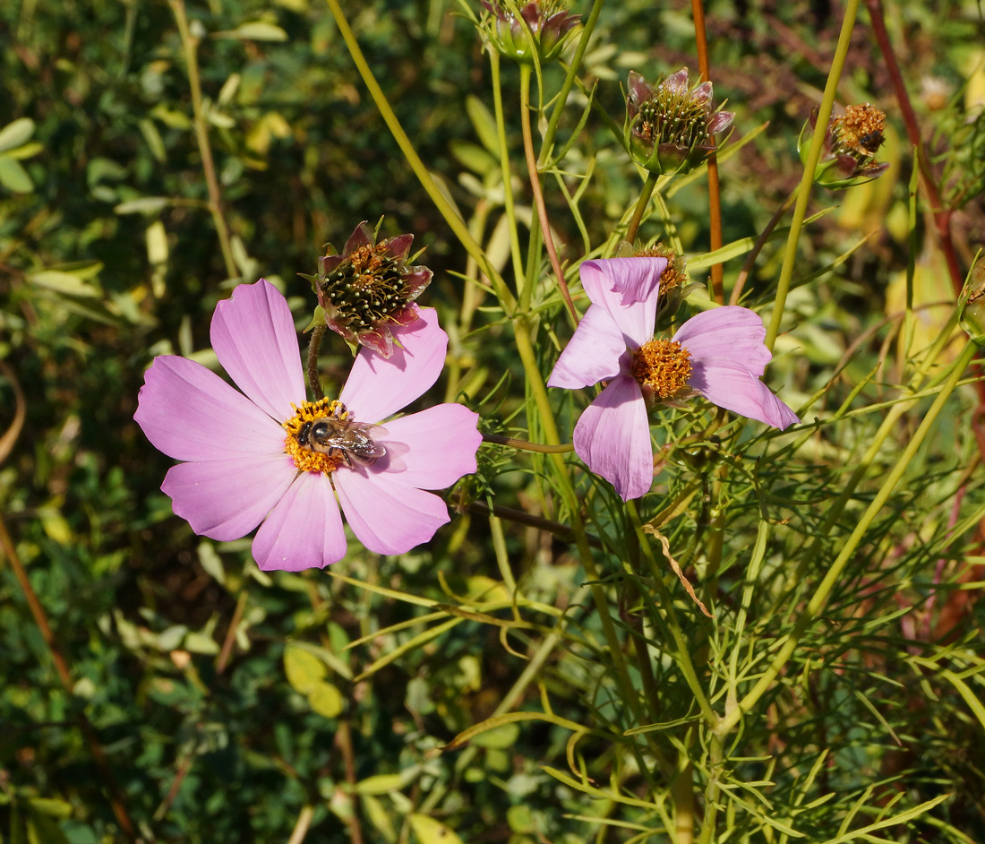 Image of Cosmos bipinnatus specimen.