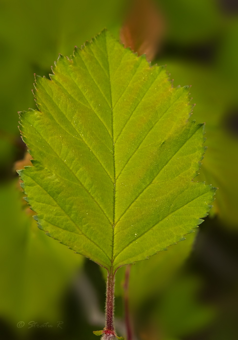 Image of genus Crataegus specimen.