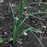 Fritillaria ruthenica