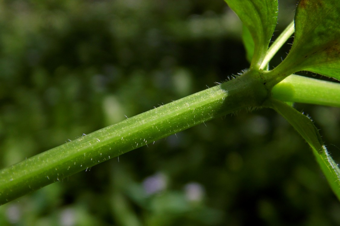 Image of Asperula caucasica specimen.