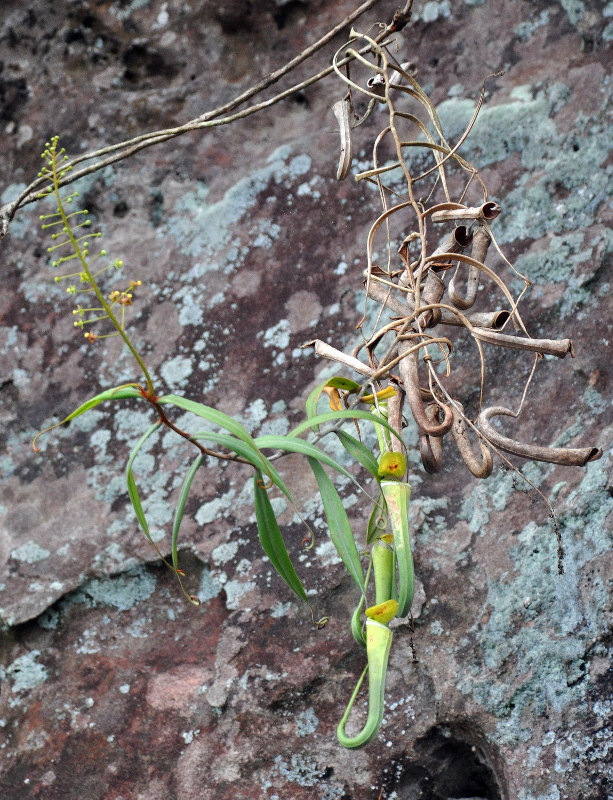 Image of Nepenthes albomarginata specimen.