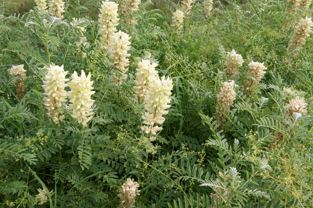 Image of Pseudosophora alopecuroides specimen.