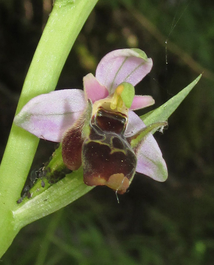 Image of Ophrys oestrifera specimen.