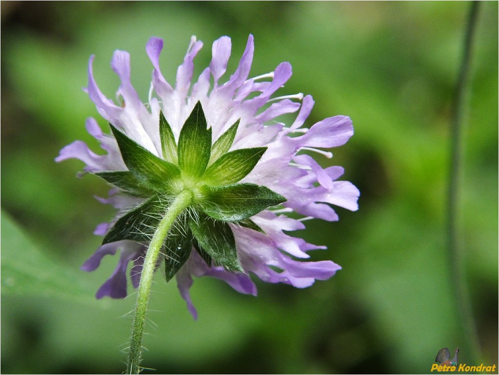 Image of Knautia arvensis specimen.