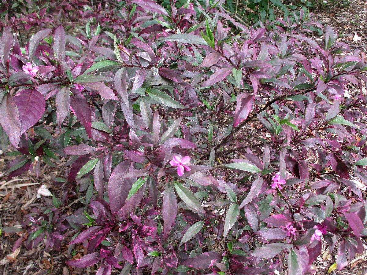 Image of Barleria obtusa specimen.