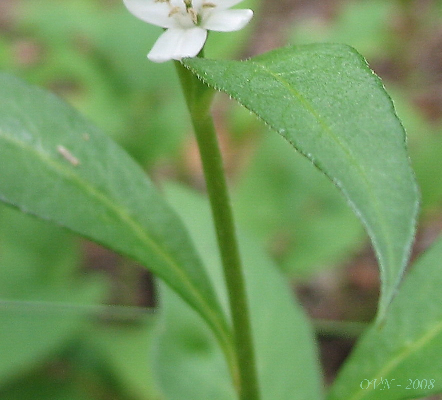 Image of Lysimachia clethroides specimen.