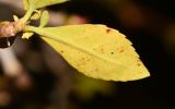 Commiphora habessinica. Отмирающий лист (вид с абаксиальной стороны). Израиль, впадина Мёртвого моря, киббуц Эйн-Геди. 24.04.2017.