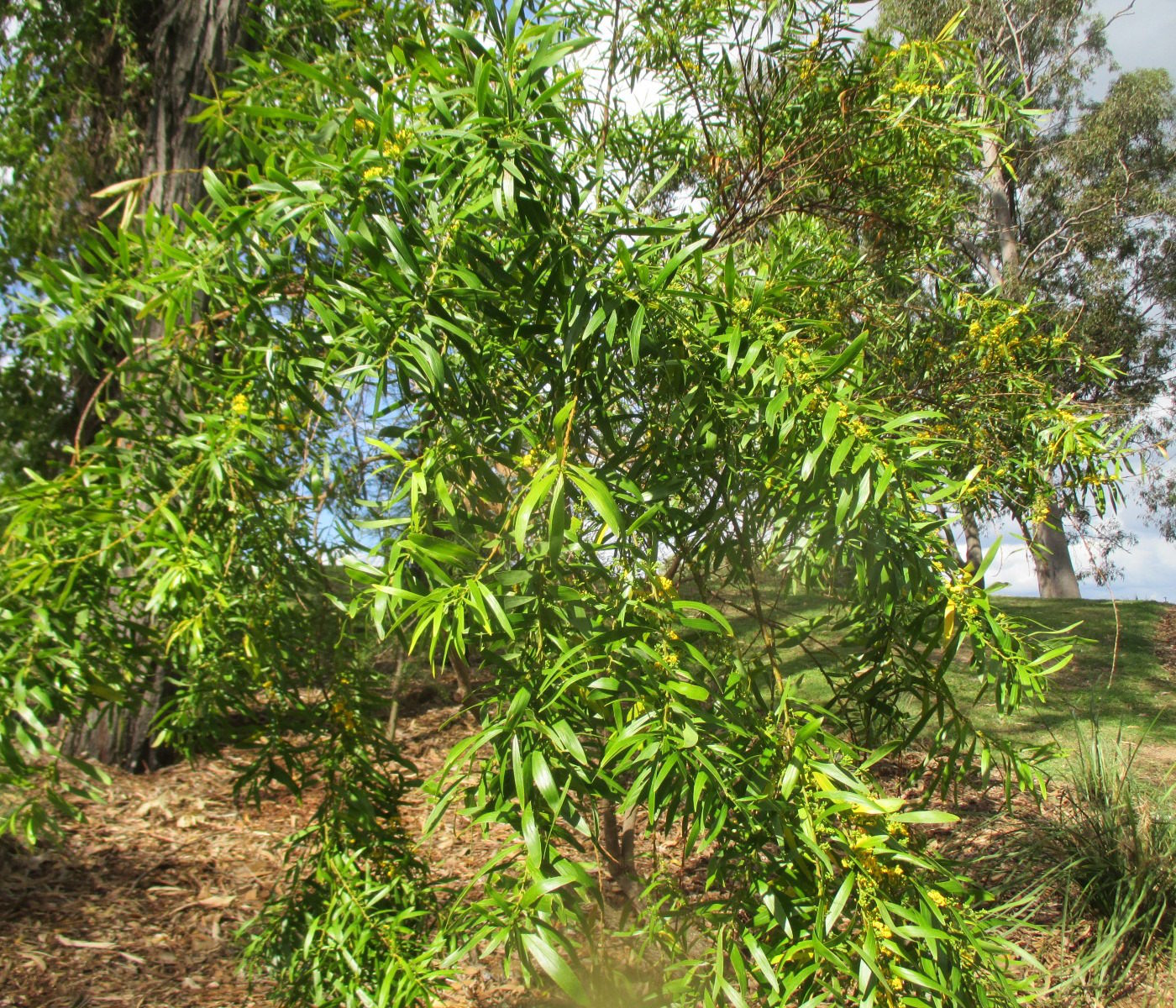 Image of Daviesia arborea specimen.