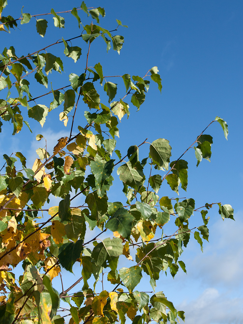 Image of Betula pendula specimen.