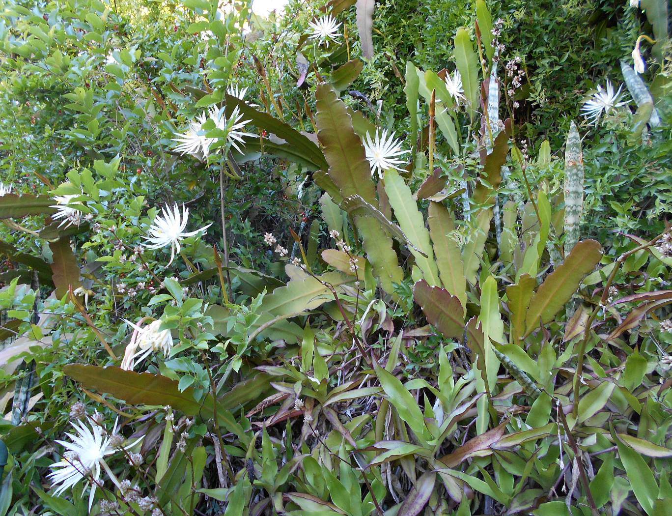 Image of Epiphyllum hookeri specimen.