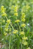 Cruciata glabra