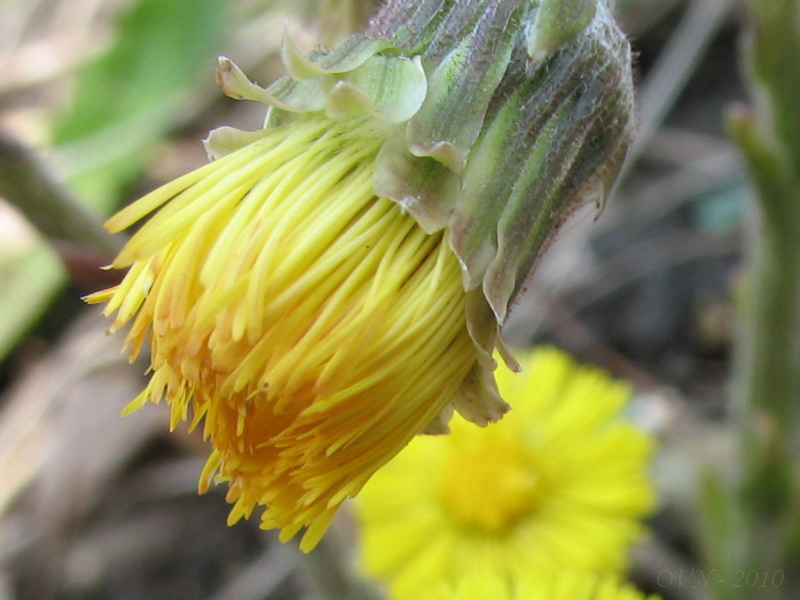 Image of Tussilago farfara specimen.