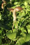 View full-size image Arisarum vulgare