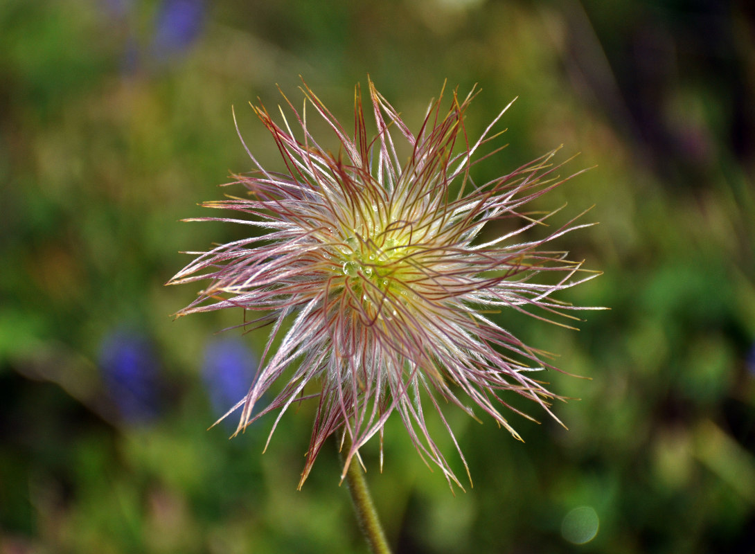 Image of Pulsatilla aurea specimen.