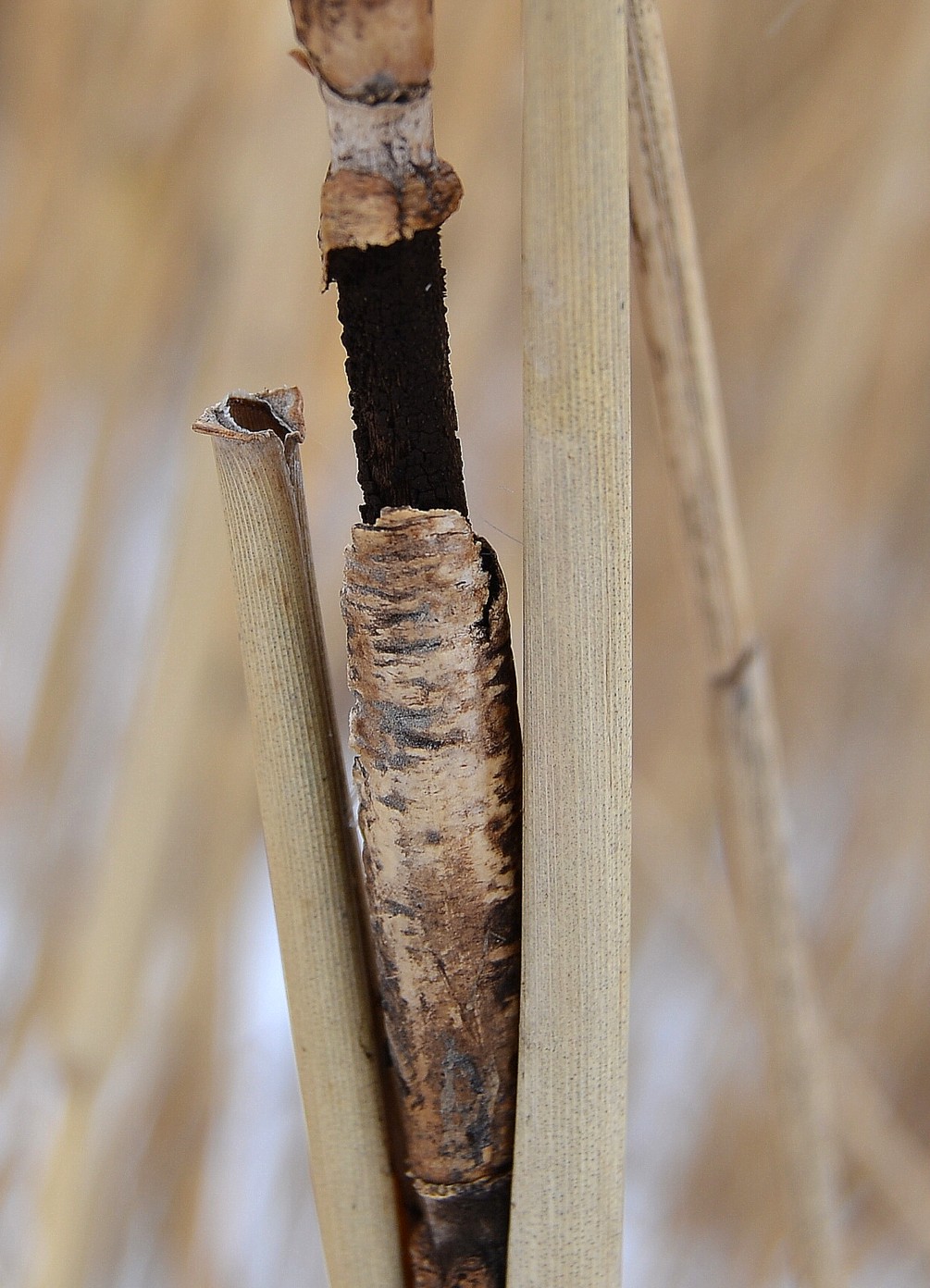 Image of Phragmites australis specimen.