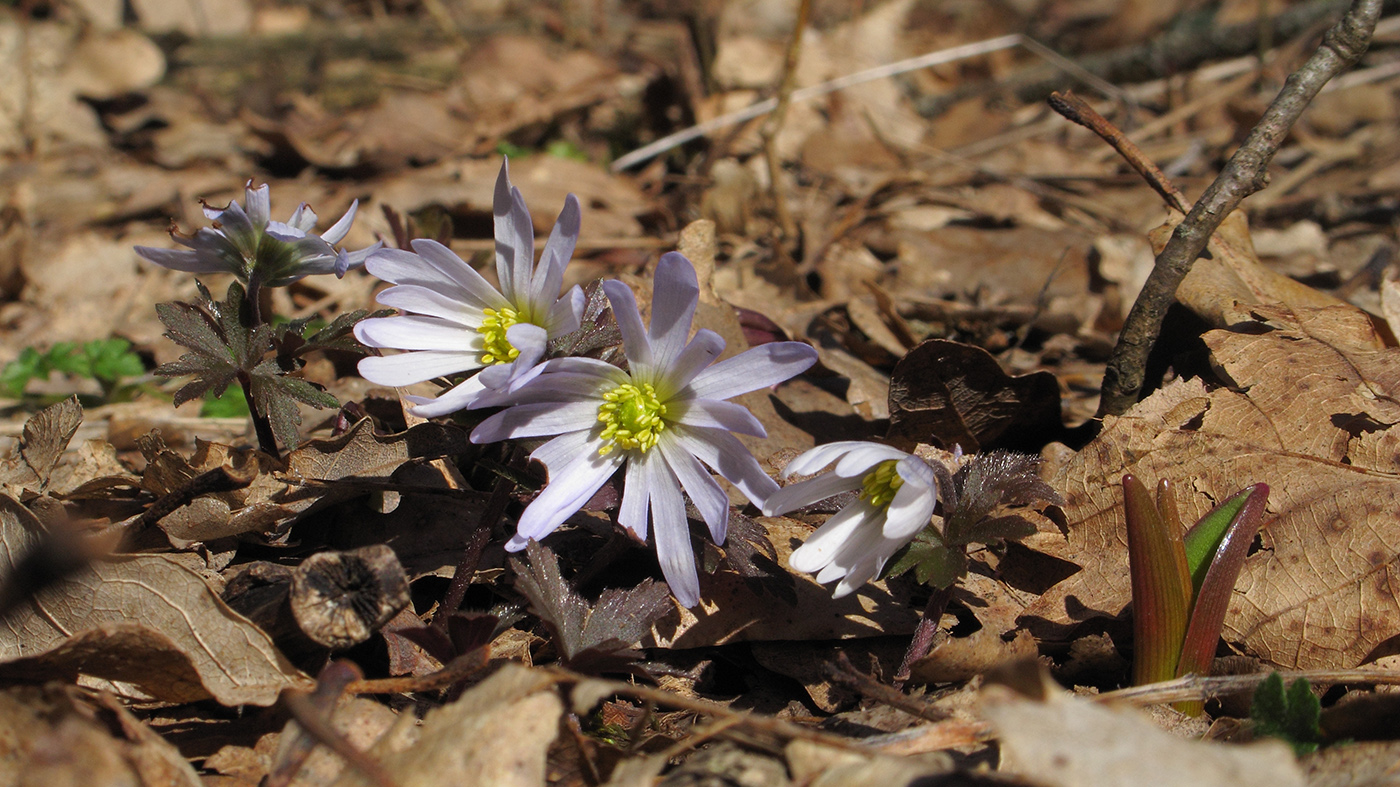 Изображение особи Anemone banketovii.