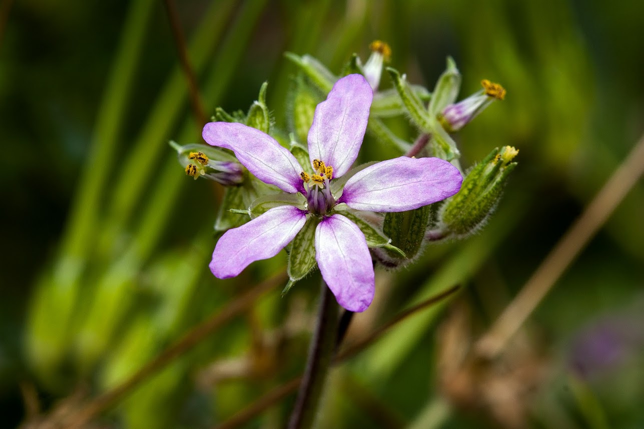 Изображение особи Erodium moschatum.