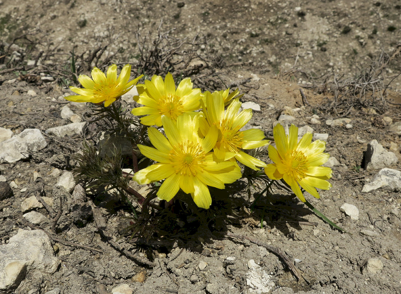 Image of Adonis volgensis specimen.