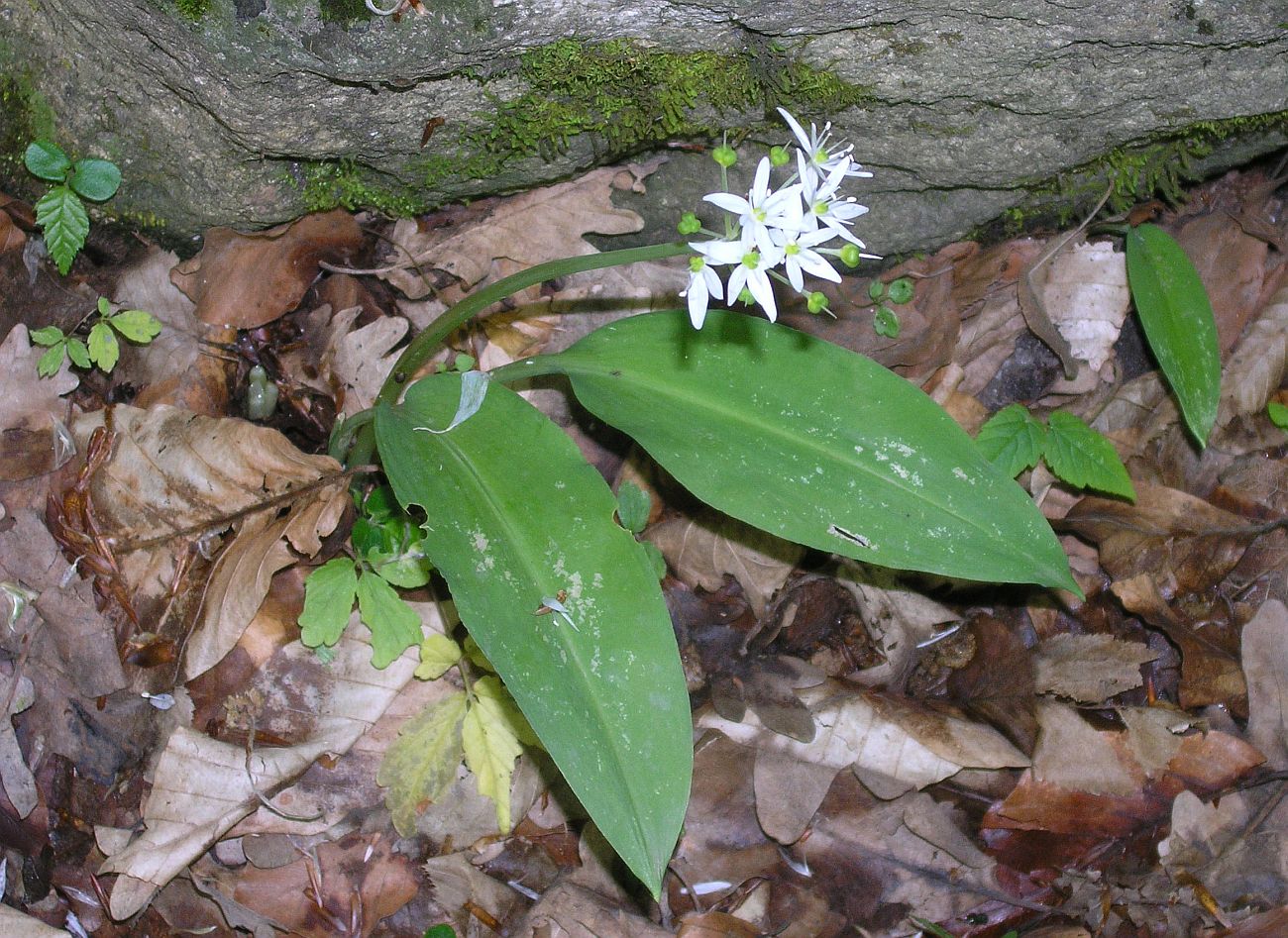 Image of Allium ursinum specimen.