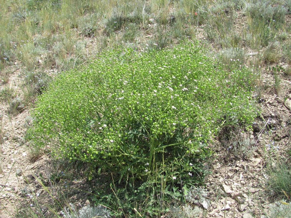 Image of Crambe gibberosa specimen.