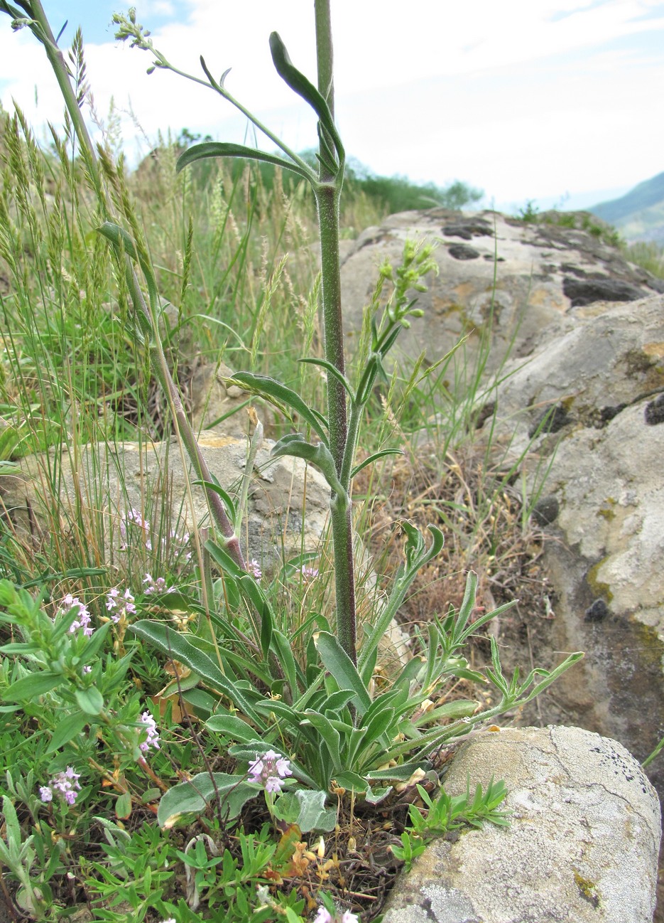 Image of Silene densiflora specimen.