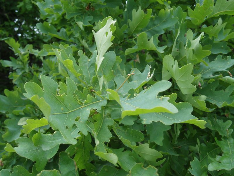 Изображение особи Quercus robur.