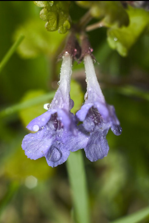 Изображение особи Glechoma hederacea.