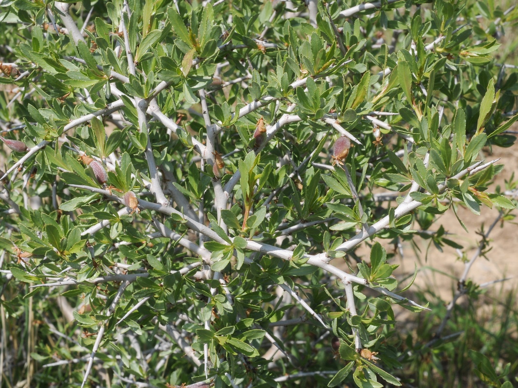 Image of Amygdalus spinosissima specimen.