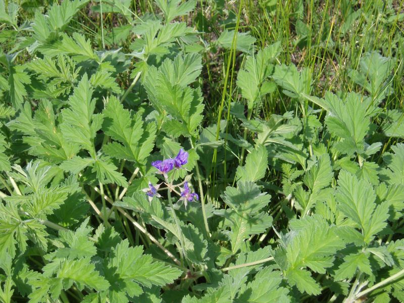 Изображение особи Erodium ruthenicum.