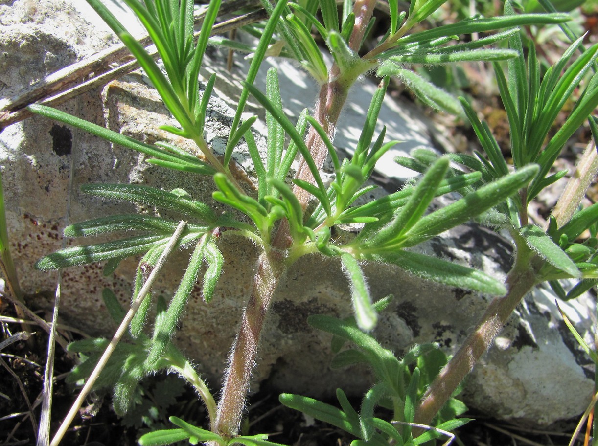 Image of Dracocephalum austriacum specimen.