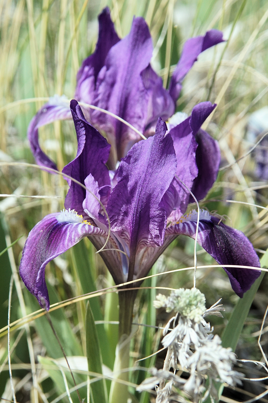 Изображение особи Iris pumila.