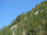 View full-size image Pinus sylvestris