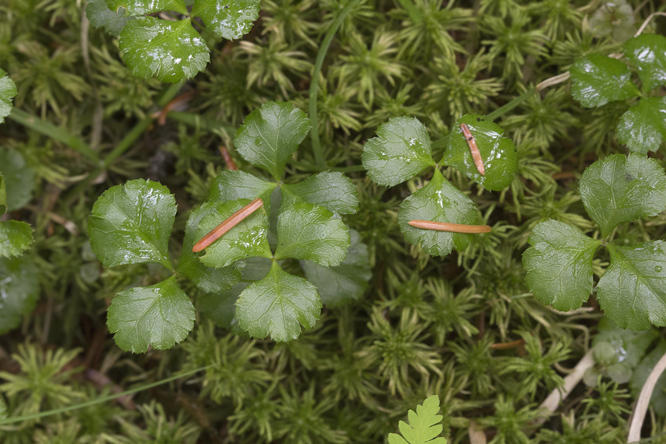 Image of Coptis trifolia specimen.